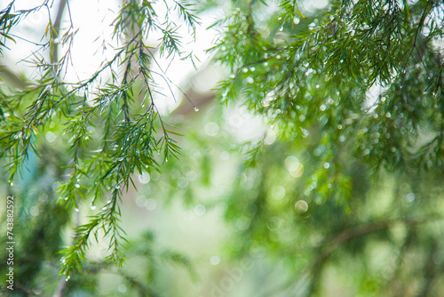 Green leaves of a native melaleuca bush sparkling with rain water photo