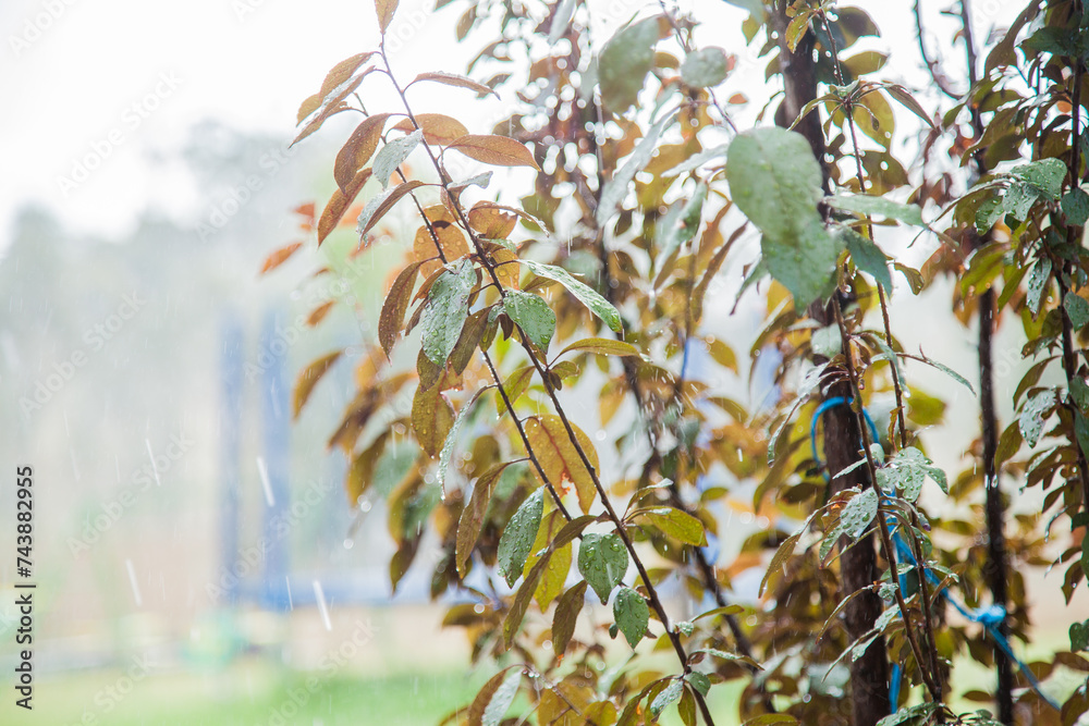 Rain falling on leaves of an ornamental plum tree outside Rain falling on leaves of an ornamental plum tree outside