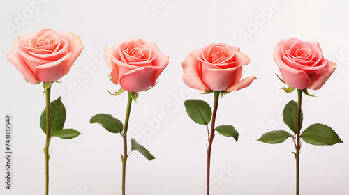 Blooming stages of rose flower on white background.