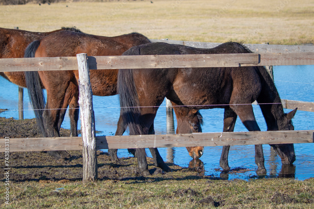 Horse in the outdoor