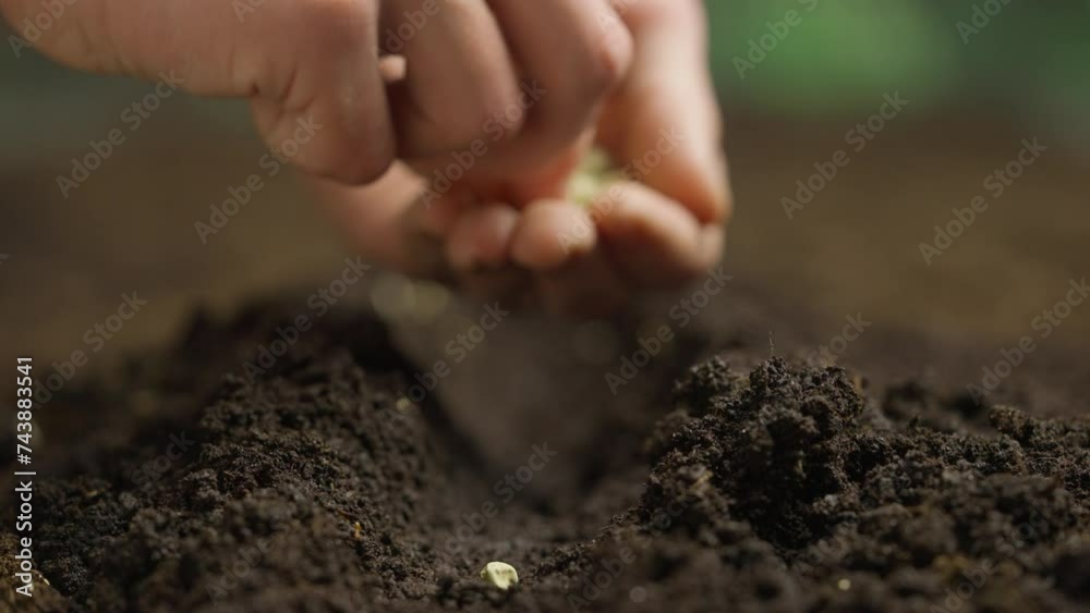 Gardener putting seeds in the ground. Man farmer hands planting sowing seed in soil preparation for spring season, organic farming and gardening.