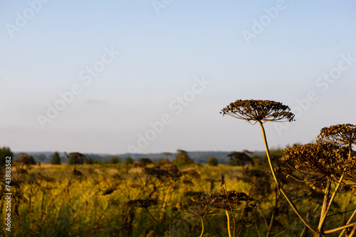 dry hogweed in the field