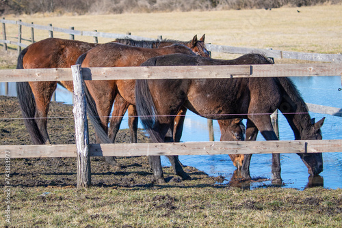 Horse in the outdoor