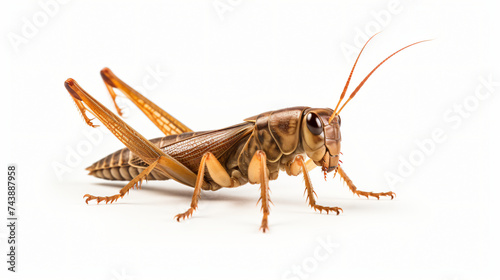 Brown cricket isolated on white. © Bitz