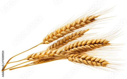 Two Ears of Wheat. Two ripe ears of wheat are displayed. Each ear features golden grains tightly packed in the husks. The wheat stems are slender and delicate, contrasting with the stark backdrop.