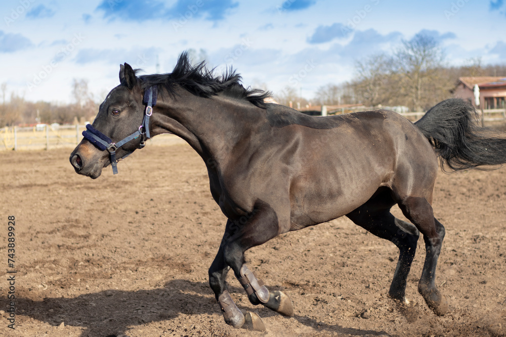 Horse in the outdoor