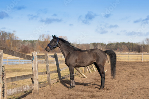 Horse in the outdoor