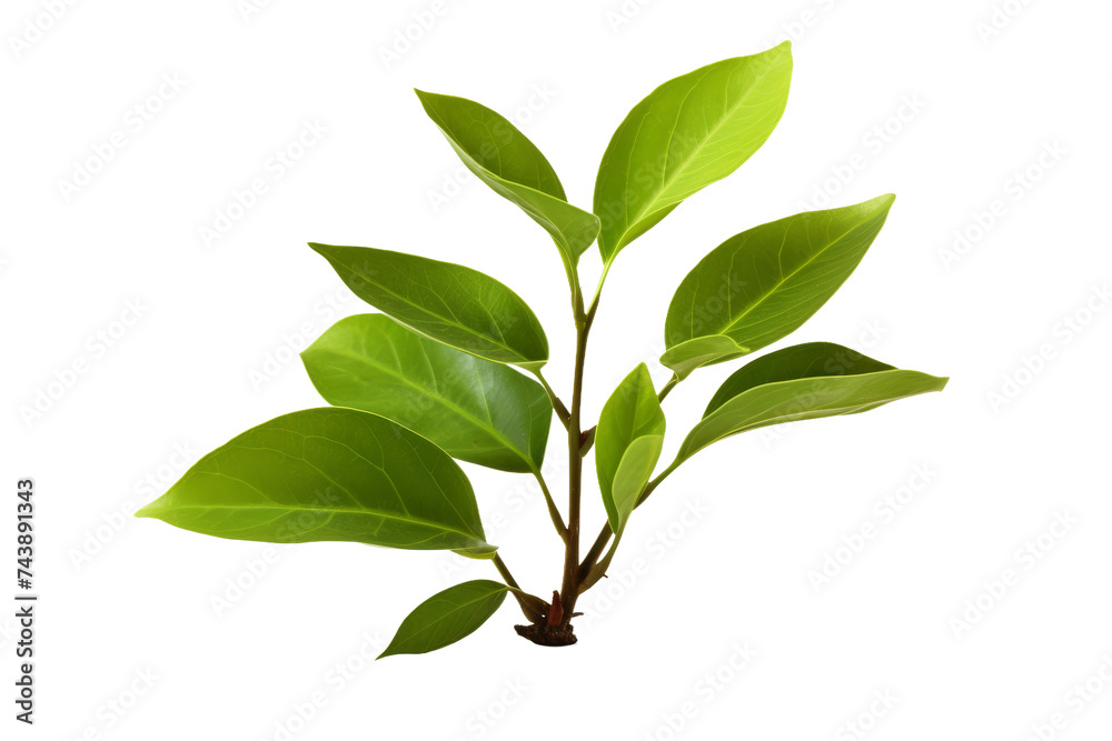 Green Plant With Leaves. The plant features lush green leaves in varying shades, with intricate veins visible on each leaf. On PNG Transparent Clear Background.