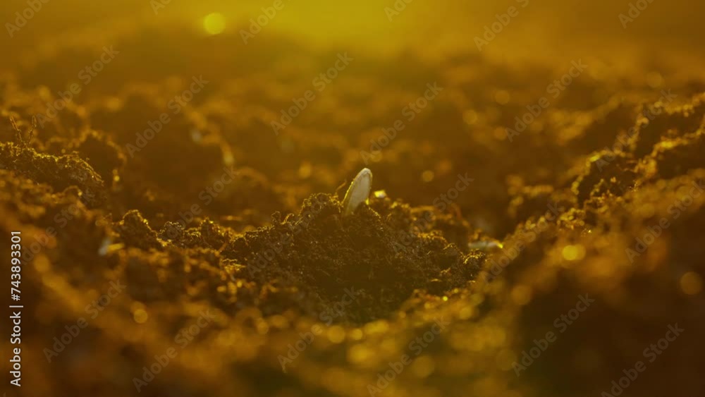 Gardener putting seeds in the ground. Man farmer hand planting sowing seed in soil against setting sun, spring season organic farming and gardening.