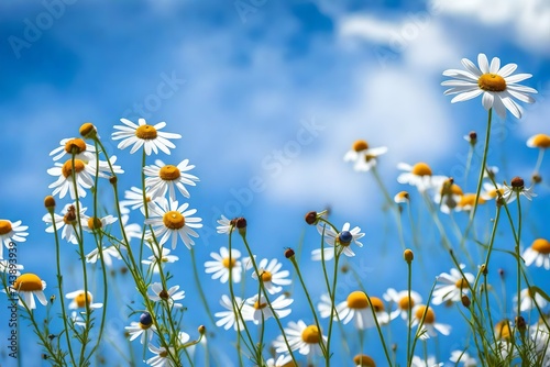 field of daisies © Anoo