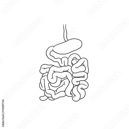 Small intestine line art, small intestine vector, human anatomy clp art photo