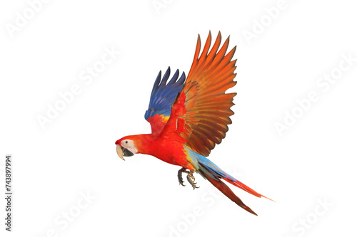 Colorful flying Scarlet Macaw parrot isolated on transparent background png file © Passakorn
