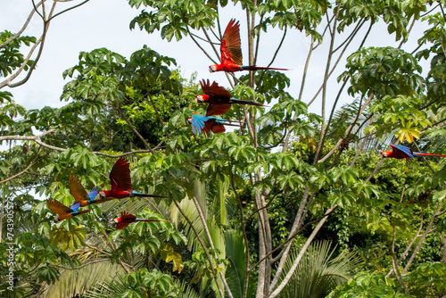 nature of peru: macaws in the rainforest © Miguel