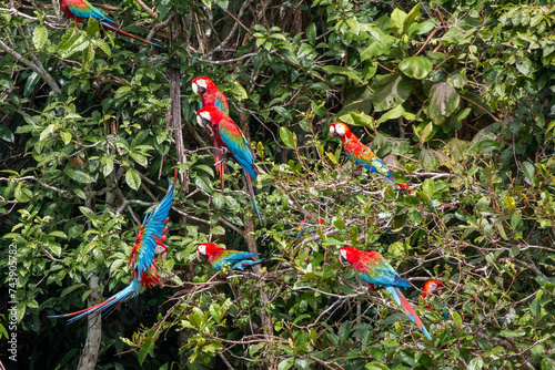 birds of peru: tambopata clay lick macaws © Miguel