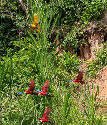 different species of macaws flying in front of green background © Miguel
