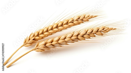 Wheat on a white background