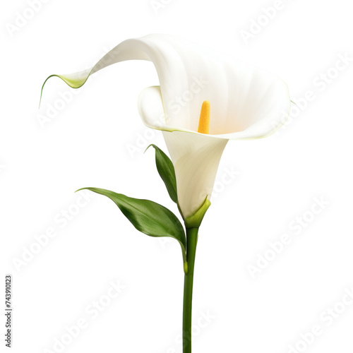 Calla lily flower isolated on transparent background