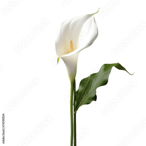 Calla lily flower isolated on transparent background
