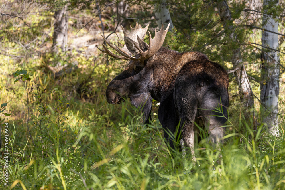 Bull Moose During the Rut in Grand Teton National Park Wyoming in Autumn Bull Moose During the Rut in Grand Teton National Park Wyoming in Autumn