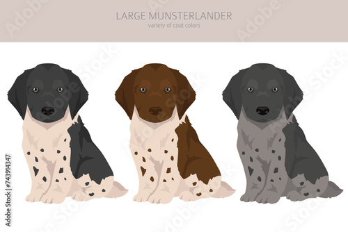 Large Munsterlander puppy clipart. Different coat colors set