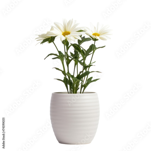 flower in white pot isolated on transparent background © posterpalette