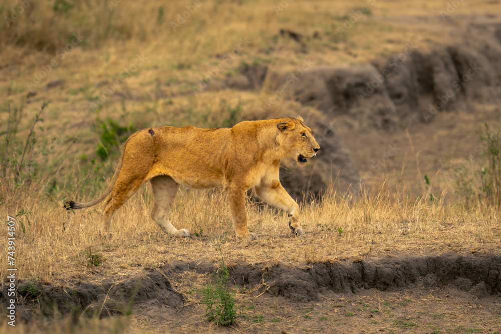 Lioness walks past dry waterhole lifting forepaw Lioness walks past dry waterhole lifting forepaw