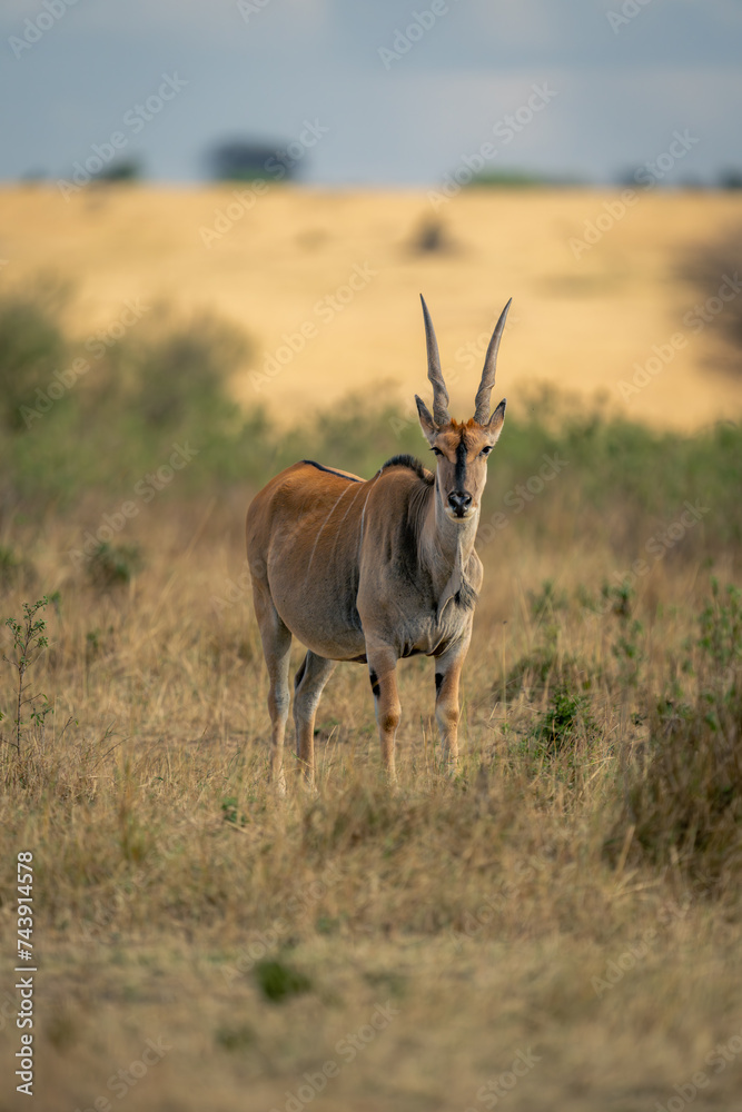 Male common eland stands looking at camera Male common eland stands looking at camera