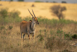 Male common eland stands among low bushes