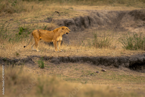 Lioness stands by dry waterhole opening mouth