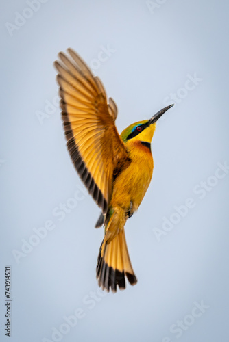 Little bee-eater spreads wings against blue sky