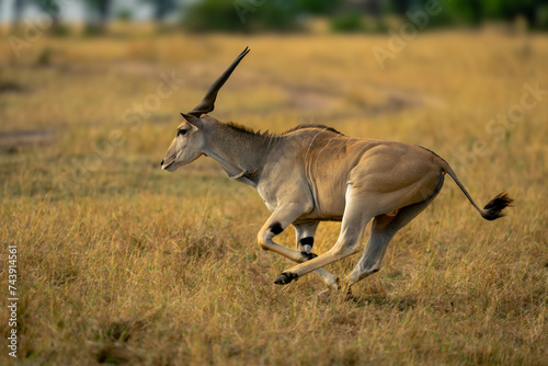 Fototapeta Naklejka Na Ścianę i Meble -  Male common eland crosses savannah near track