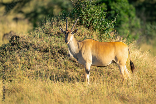 Fototapeta Naklejka Na Ścianę i Meble -  Male common eland stands beside termite mound