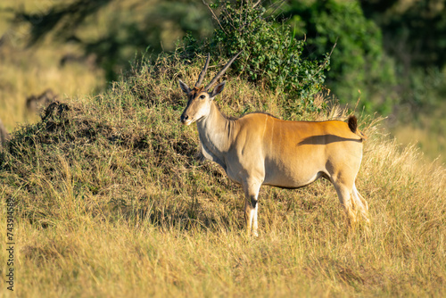 Male common eland stands by termite mound