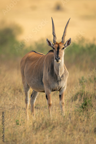 Male common eland stands staring towards camera