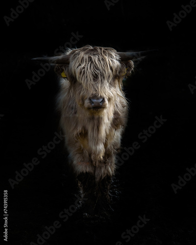 Fototapeta Naklejka Na Ścianę i Meble -  portrait of a Scottish Highland Cow (Bos taurus)