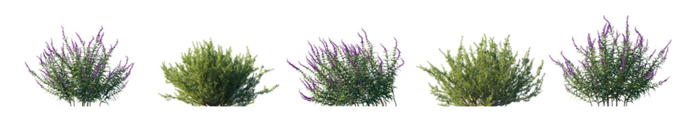 Rosemary and  Salvia leucantha (Salvia rosmarinus, Rosmarinus officinalis, mexican) plant set frontal bush plant isolated png on a transparent background premium cutout