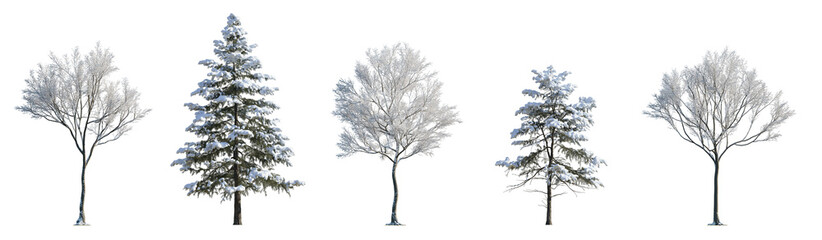 winter picea pungens colorado spruce various trees with snow pinaceae needled tree isolated png on a transparent background premium cutout