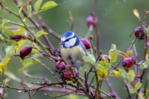Fotografie Blue tit on a branch
