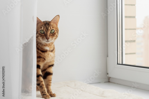 Bengal domestic cat resting on the windowsill near the window. photo