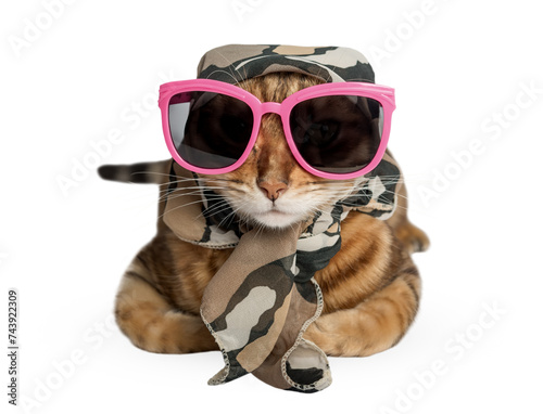 Funny cat in pink glasses and a summer scarf © Svetlana Rey