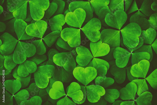 Background with green clover leaves for Saint Patrick's day. Abstract pattern with a shamrock. Spingtime nature. Vintage film aesthetic. photo