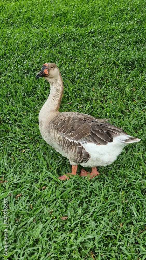 goose on the grass