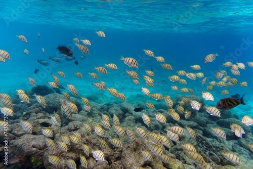 Fototapeta Naklejka Na Ścianę i Meble -  Coral Reef and Tropical Fish on Maldives island. Tropical and coral sea wildelife. Beautiful underwater world. Underwater photography.