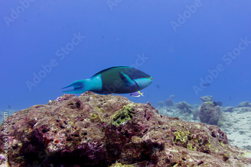 Parrotfish  in the coral reef of Maldives island. Tropical and coral sea wildelife. Beautiful underwater world. Underwater photography. photo