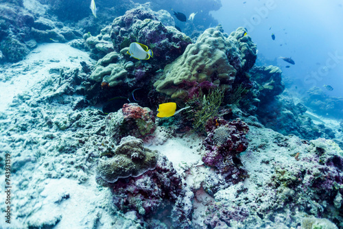 Moorish Idol  Zanclus cornutus  in the coral reef of Maldives island. Banner fish. Tropical and coral sea wildelife. Beautiful underwater world. Underwater photography.