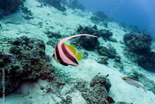 Moorish Idol (Zanclus cornutus) in the coral reef of Maldives island. Banner fish. Tropical and coral sea wildelife. Beautiful underwater world. Underwater photography. photo