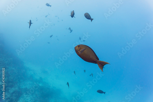Surgeon fish in the coral reef of Maldives island. Tropical and coral sea wildelife. Beautiful underwater world. Underwater photography.