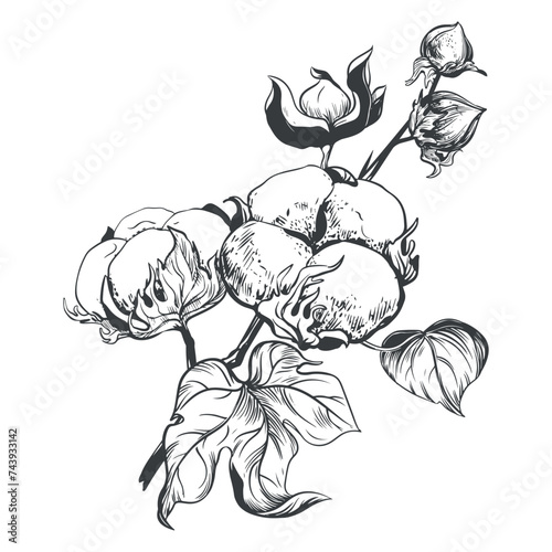 Cotton flower. Floral botanical flower. Isolated illustration element. Vector hand drawing wildflower for background, texture, wrapper pattern, frame or border.