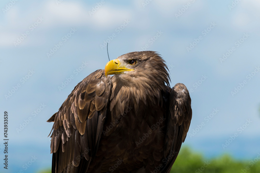 Fototapeta premium Schnell - golden eagle n°3
