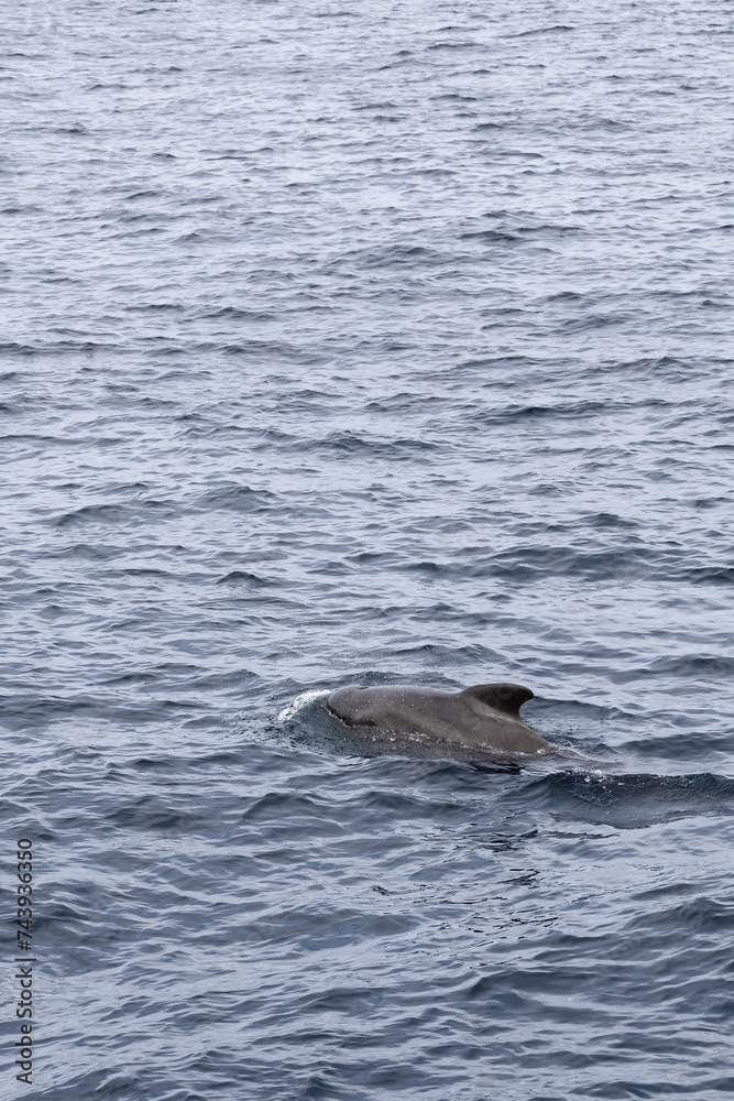 Fototapeta premium Vertical frame of a pilot whale surfacing in the Norwegian Sea, its sleek form cutting through the water near Andenes, Norway